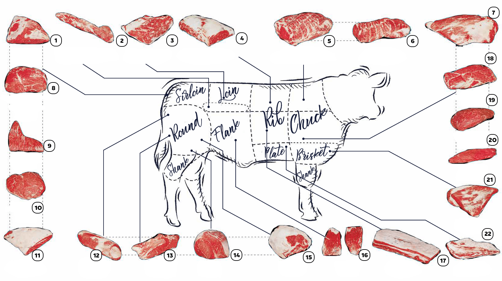 Diagrama De Anatom a De La Carne De Res De Qu Se Compone La Carne Diagrama De Anatom a De La Carne De Res De Qu Se Compone La Carne